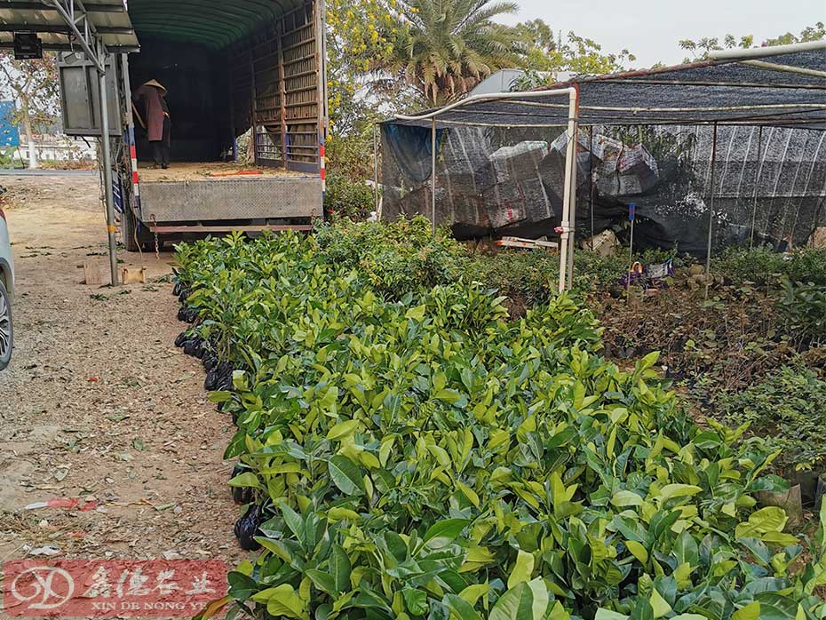 贵州泰国红宝石青柚育苗基地