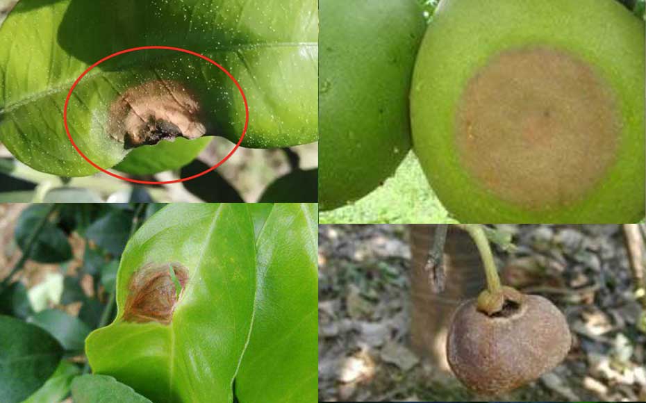柚子树的病虫识别图片图片