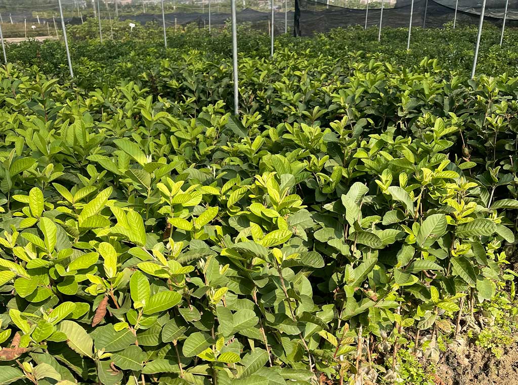 广西番石榴苗培育基地