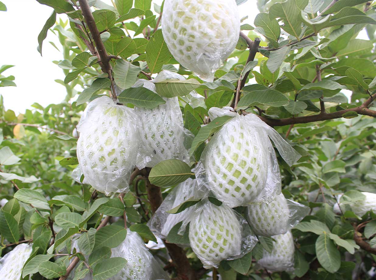 番石榴种植果树苗培育基地