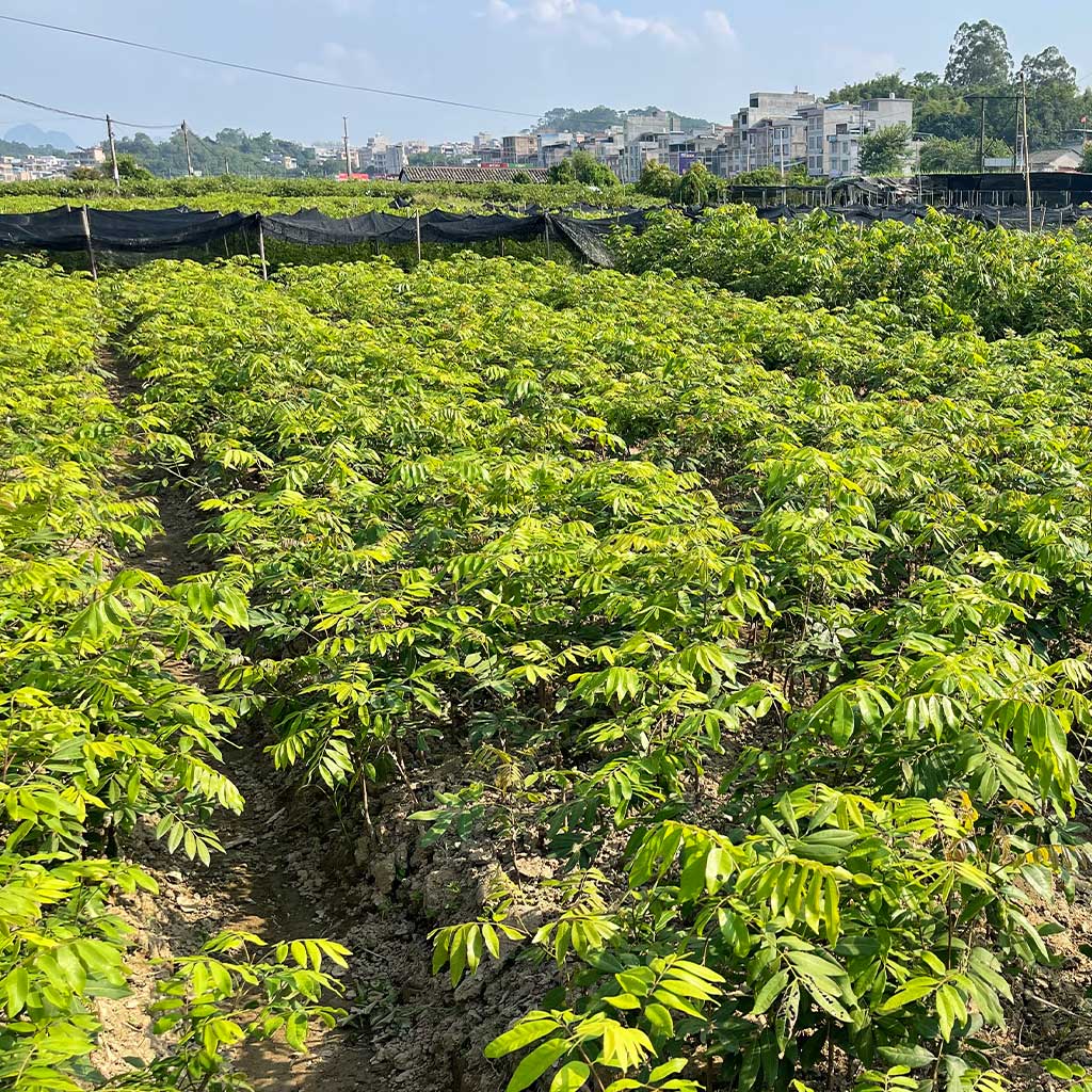 南方果树苗培育基地